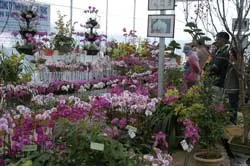 Nỗi buồn thời tiết