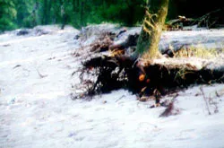 Mưa lũ diễn biến phức tạp