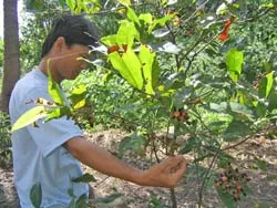 Thiệt hại không nhỏ ảnh 2