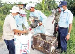 Gia cầm không rõ nguồn gốc tái xâm nhập vùng giáp ranh