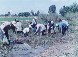 Hàng chục ngàn ha lúa đông xuân bị ốc bươu vàng phá hoại