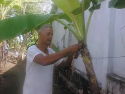 Bài 3: Vườn xưa lặng lẽ ảnh 2