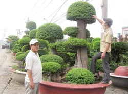 Nhộn nhịp dịch vụ mùa Tết