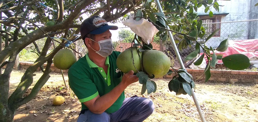 Giá bưởi Tân Triều tăng, hút hàng trên thị trường ảnh 1
