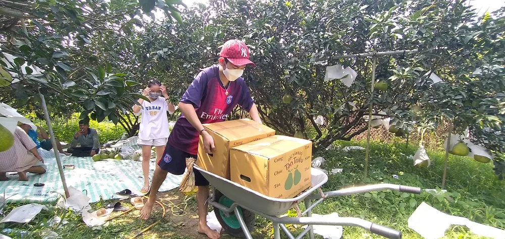 Giá bưởi Tân Triều tăng, hút hàng trên thị trường ảnh 5