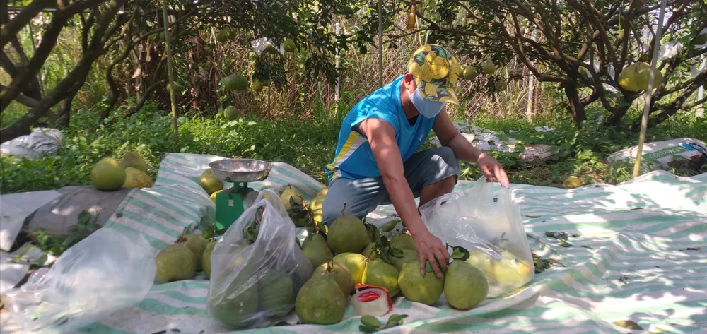 Giá bưởi Tân Triều tăng, hút hàng trên thị trường ảnh 3