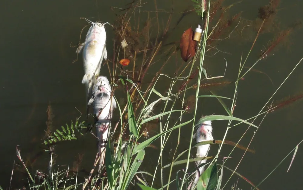 Bình Phước: Cá chết nổi trắng đập Bà Mụ, người dân lo lắng ảnh 2