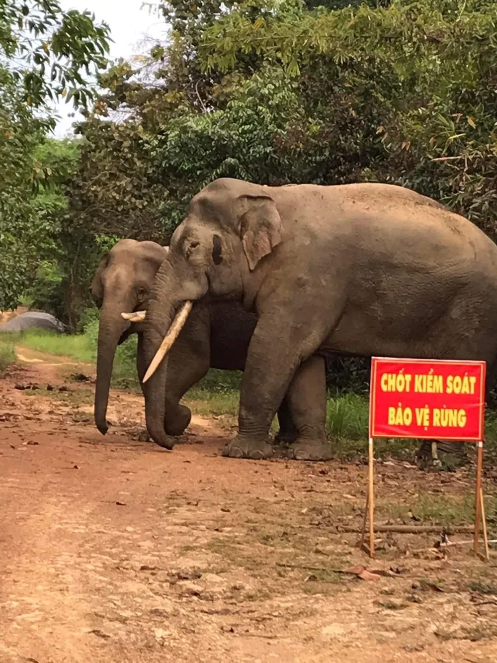 Phản hồi bài viết Băn khoăn vị trí dự kiến xây cầu Mã Đà: Phải bảo vệ nghiêm ngặt hệ sinh thái rừng ảnh 2