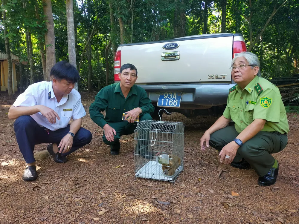 Bình Phước: Thả 2 con cu li quý hiếm về rừng tự nhiên ảnh 1