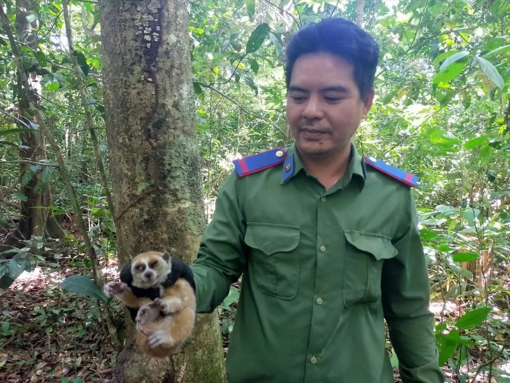 Bình Phước: Thả 2 con cu li quý hiếm về rừng tự nhiên ảnh 2