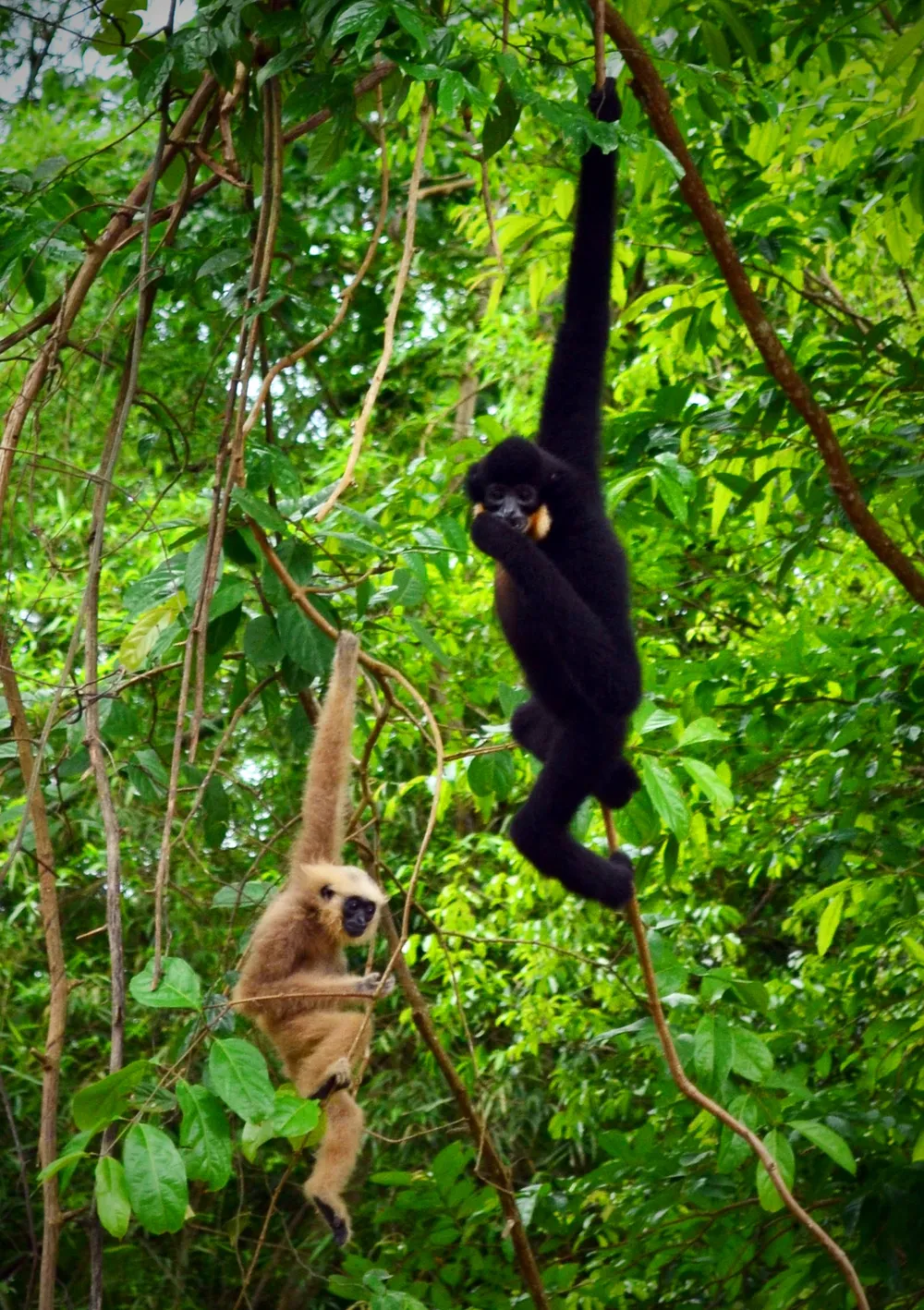  Vườn quốc gia Lò Gò - Xa Mát: Điểm đến hàng đầu về du lịch sinh thái vùng Đông Nam bộ ảnh 2