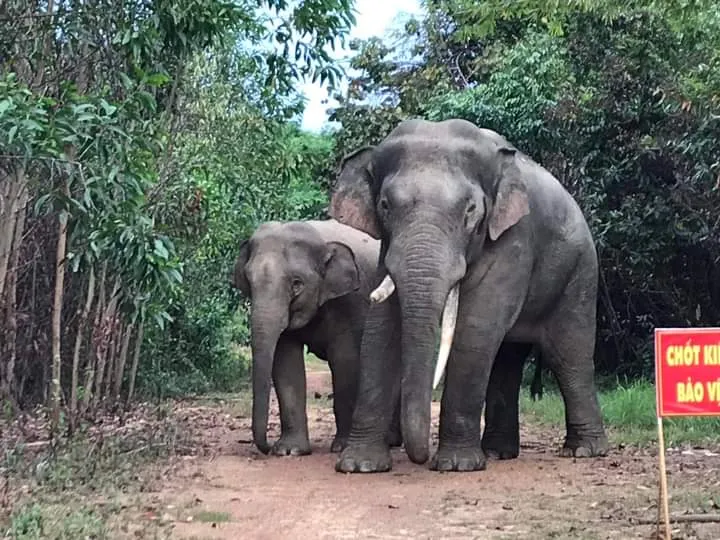 Voi ngà lệch xuất hiện tại Khu bảo tồn thiên nhiên - văn hoá Đồng Nai cuối tháng 3-2022