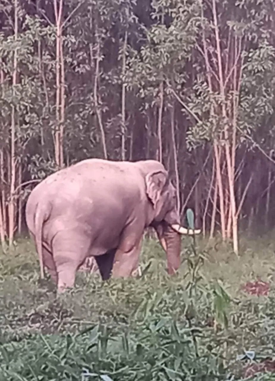 Voi ngà lệch xuất hiện tại vườn tràm xã Thanh Sơn, huyện Định Quán Trình duyệt của bạn không hỗ trợ hiển thị video. Voi ngà lệch xuất hiện tại vườn tràm Theo người dân địa phương, voi ngà lệch này rất hiếm xuất hiện ở khu vực vườn tràm mà chỉ xuất hiện ở khu vực trồng cây ăn trái để kiếm thức ăn. Thời gian gần đây, voi ngà lệch ra khu vực rẫy của người dân với tần suất khá nhiều. Voi ngà lệch xuất hiện tại Khu bảo tồn thiên nhiên - văn hoá Đồng Nai cuối tháng 3-2022 Giai đoạn năm 2014-2020, đàn voi châu Á ở Đồng Nai được phát hiện với khoảng 14 con và đang phát triển tốt với khoảng 20 con, sống chủ yếu ở Vườn Quốc gia Cát Tiên (huyện Tân Phú), Khu bảo tồn thiên nhiên - văn hóa Đồng Nai (huyện Vĩnh Cửu) và khu vực đất rừng do Công ty TNHH MTV Lâm nghiệp La Ngà (huyện Định Quán) quản lý. Voi di chuyển nhanh, khoảng 40km/ngày, mùa mưa thường vào trong rừng, vào rẫy của các hộ dân để ăn xoài, điều, mía và mùa nắng ra bìa rừng uống nước, tìm thức ăn.