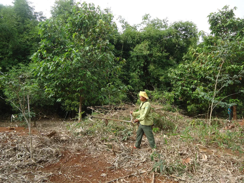 Người đồng bào dân tộc vùng biên được giao khoán, bảo vệ rừng