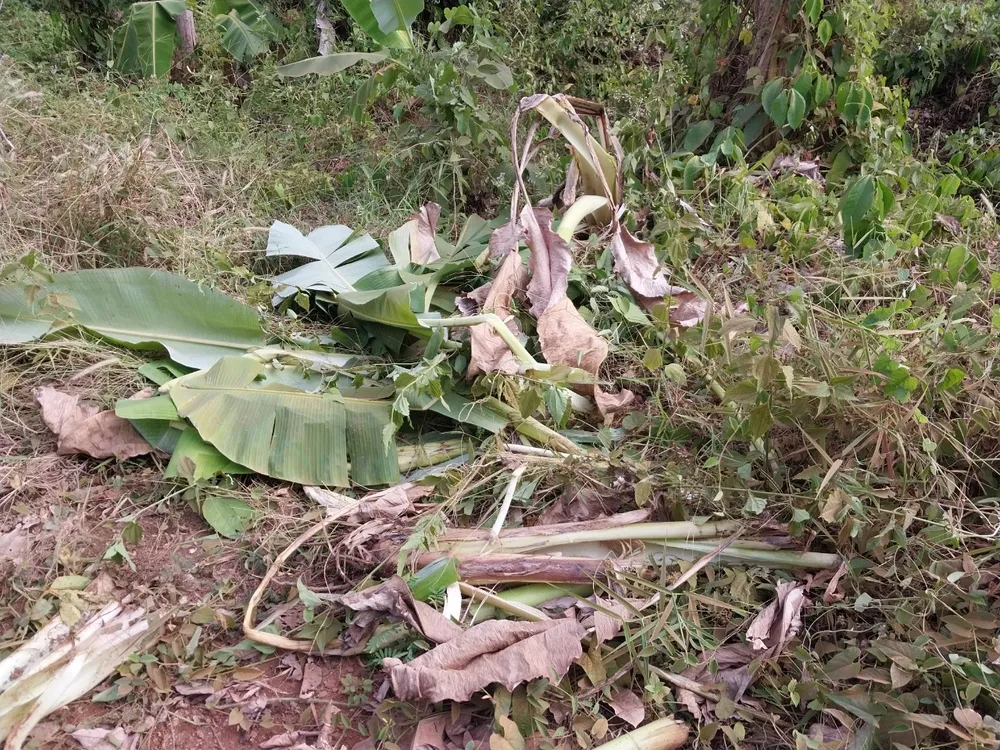 Nhiều diện tích chuối bị voi rừng phá hoại Nhiều diện tích chuối bị voi rừng phá hoại