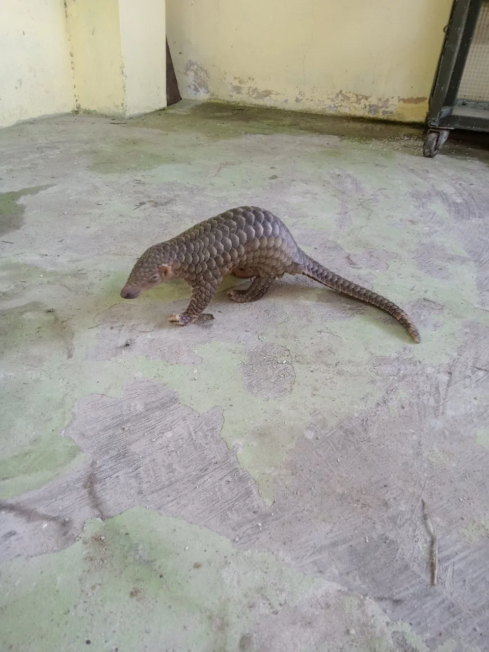 Các cá thể động vật hoang dã do Chi cục Kiểm lâm Tây Ninh tiếp nhận