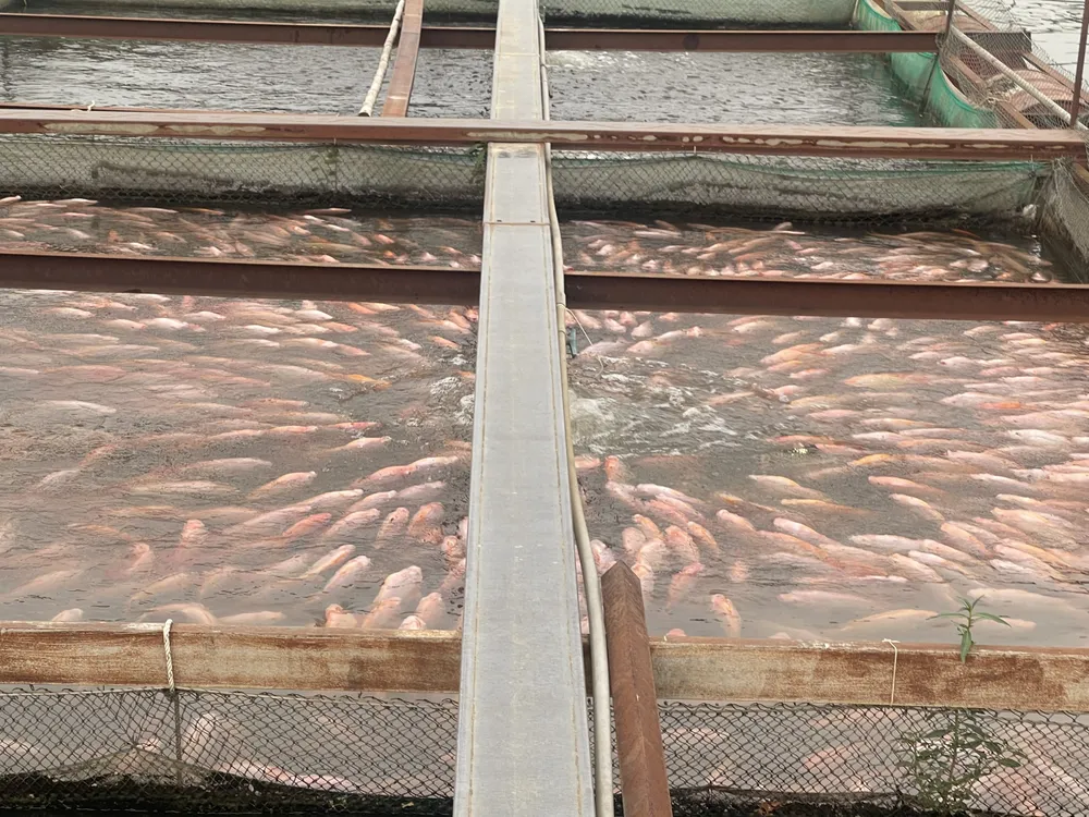 Người dân dùng máy tạo oxy cho đàn cá diêu hồng trong lồng bè