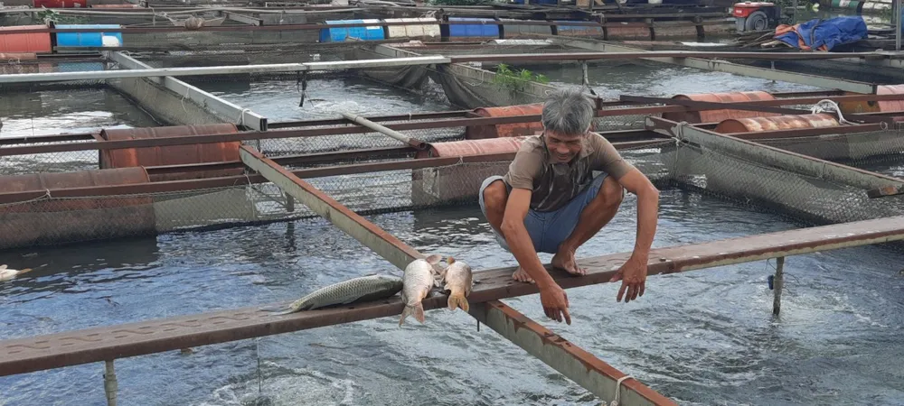 Ông Hằng, người dân làng cá Tân Mai vớt cá chết trong lồng bè lên bờ Ông Hằng, người dân làng cá Tân Mai vớt cá chết trong lồng bè lên bờ