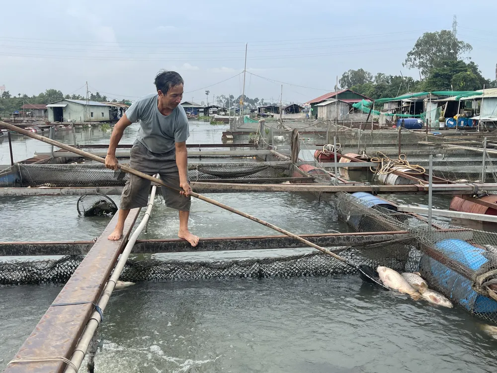 Người dân làng cá Tân Mai vớt cá chết trong lồng bè