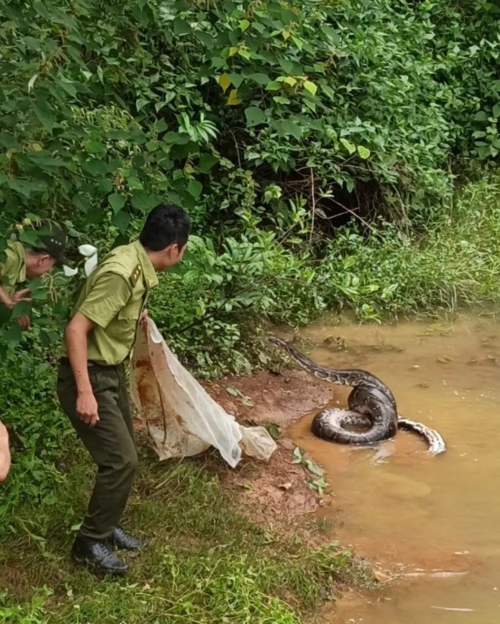Lực lượng kiểm lâm Khu bảo tồn thiên nhiên - văn hoá Đồng Nai thả trăn đất về rừng