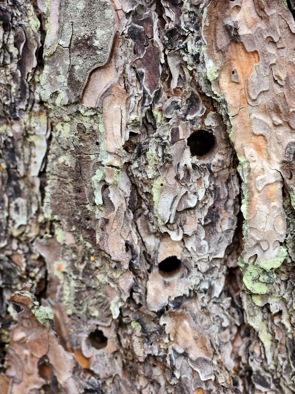 Dấu khoan để đổ thuốc trừ sâu vào gốc cây