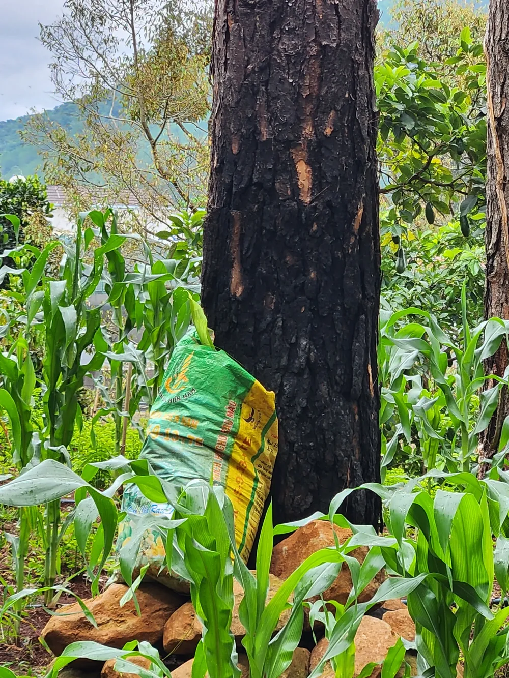 Gốc thông bị đốt cháy khô, chờ ngày ngã đổ