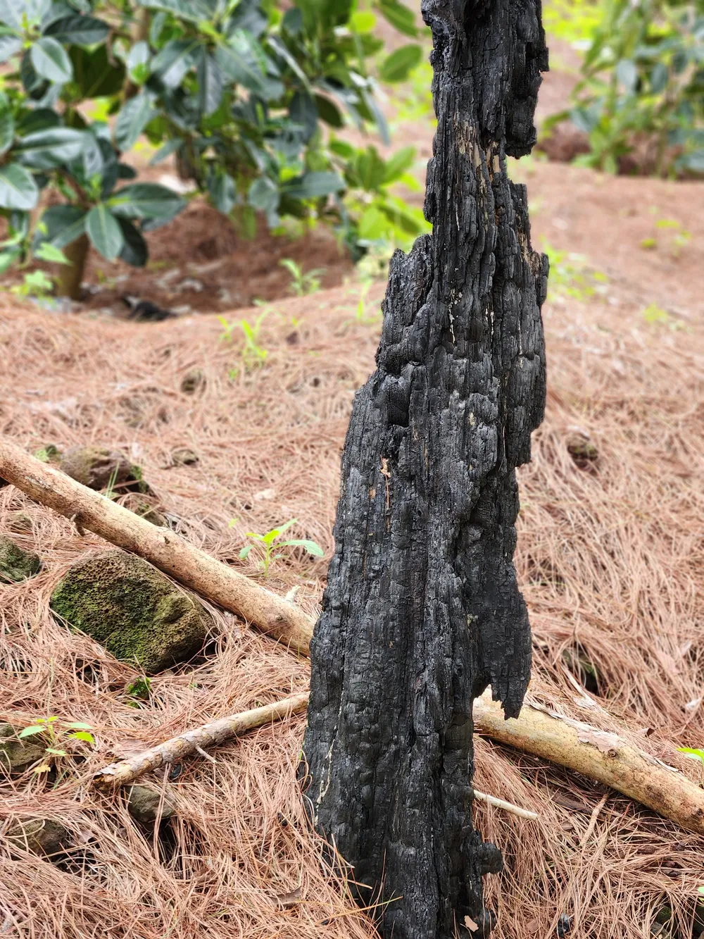 Một cây thông bị cháy đen