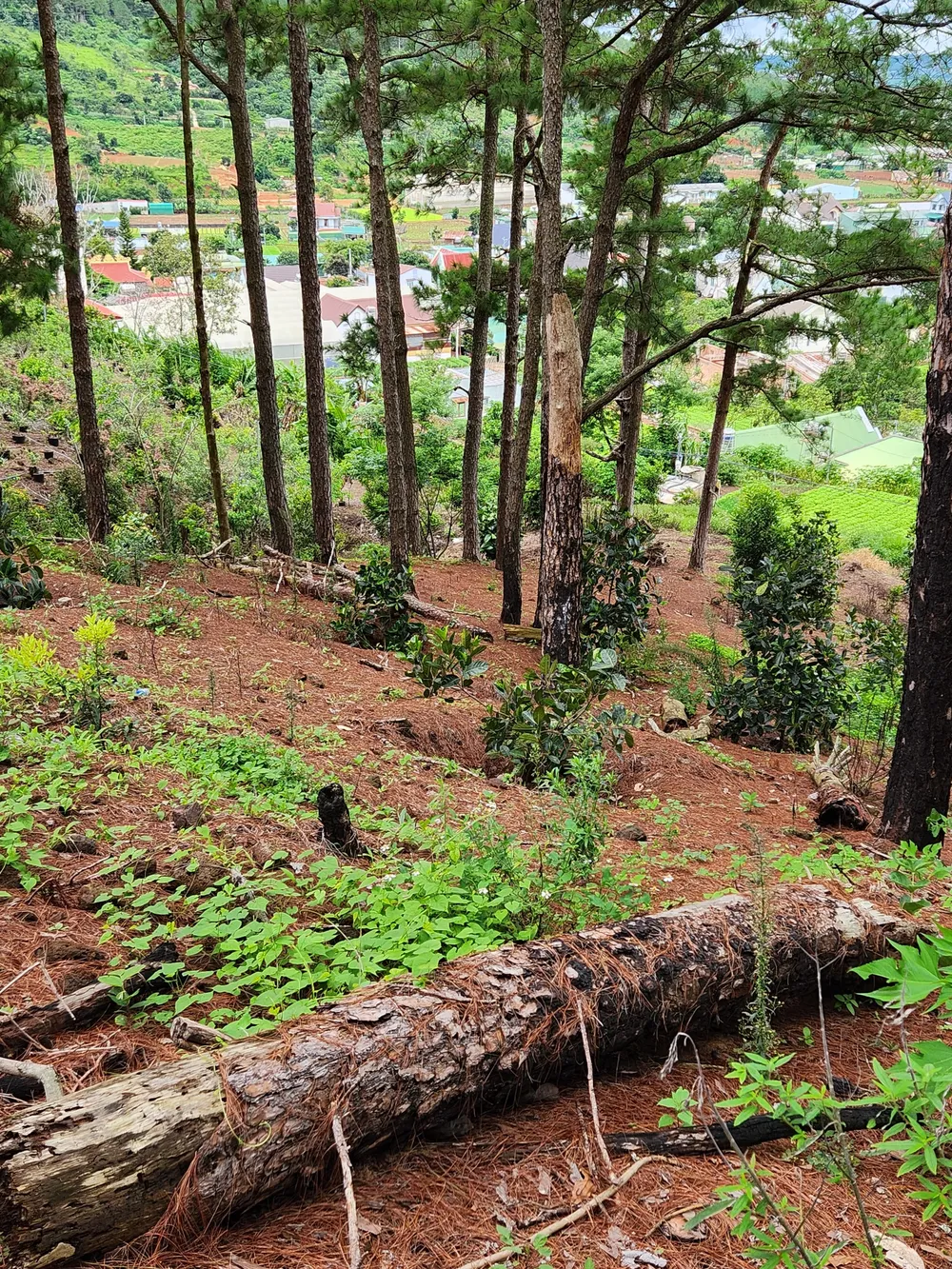 Những cây thông lớn bị triệt hạ