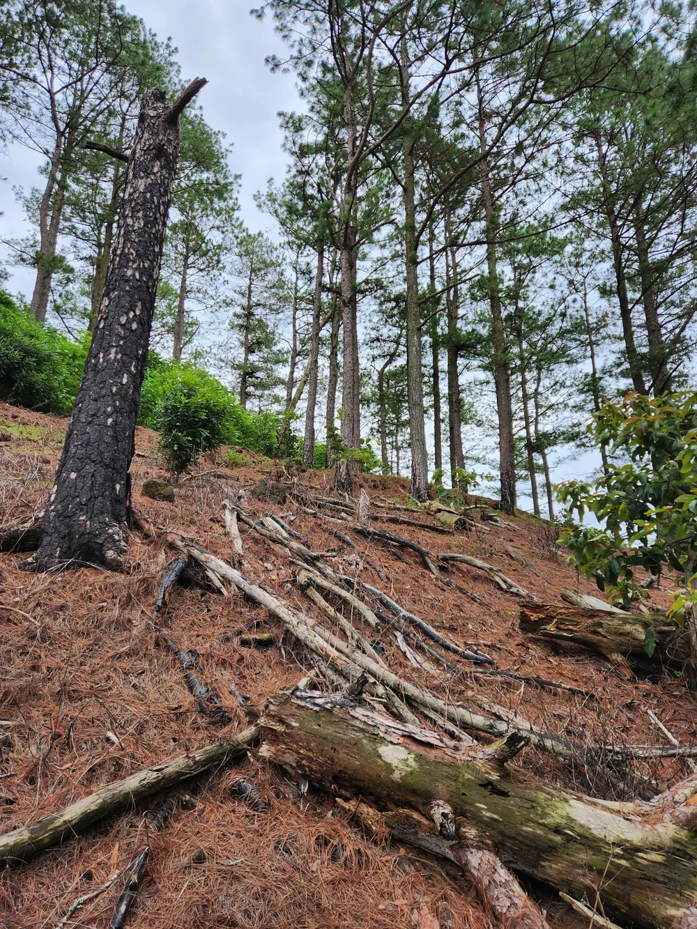 Thông ba lá bị triệt hạ nằm ngổn ngang