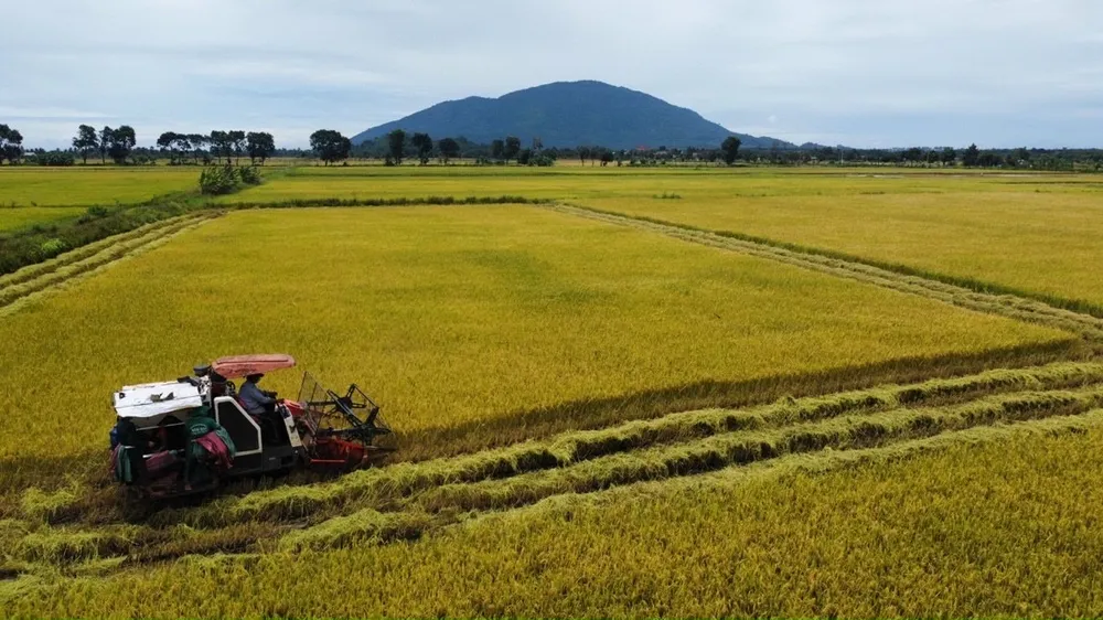 Cánh đồng lúa xã Lang Minh, huyện Xuân Lộc đang trở thành điểm du lịch sinh thái Cánh đồng lúa xã Lang Minh, huyện Xuân Lộc đang trở thành điểm du lịch sinh thái