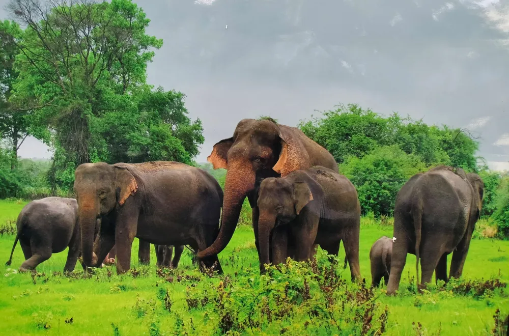 Đàn voi hoang dã ở Đồng Nai có khoảng 25 đến 27 con, tăng gần gấp đôi so với báo cáo trước đó Đàn voi hoang dã ở Đồng Nai có khoảng 25 đến 27 con, tăng gần gấp đôi so với báo cáo trước đó