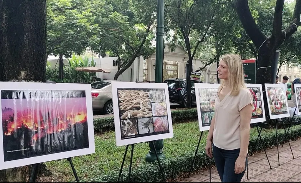 Du khách nước ngoài chăm chú với những bức ảnh về thiên nhiên Du khách nước ngoài chăm chú với những bức ảnh về thiên nhiên