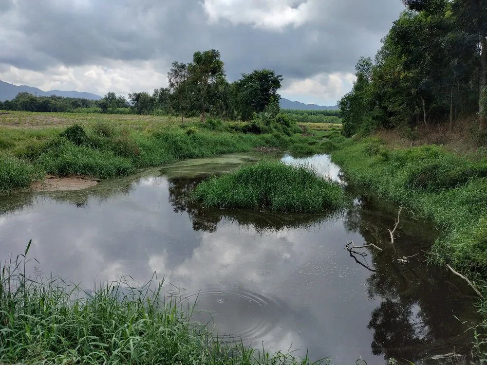Nước hồ đen ngòm vì nước phân heo tràn xuống
