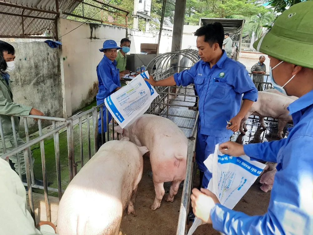 Heo nái hậu bị của người dân xã Bình Thằng, huyện Trảng Bom đang được nuôi với quy trình khép kín, đảm bảo đầu ra.jpg