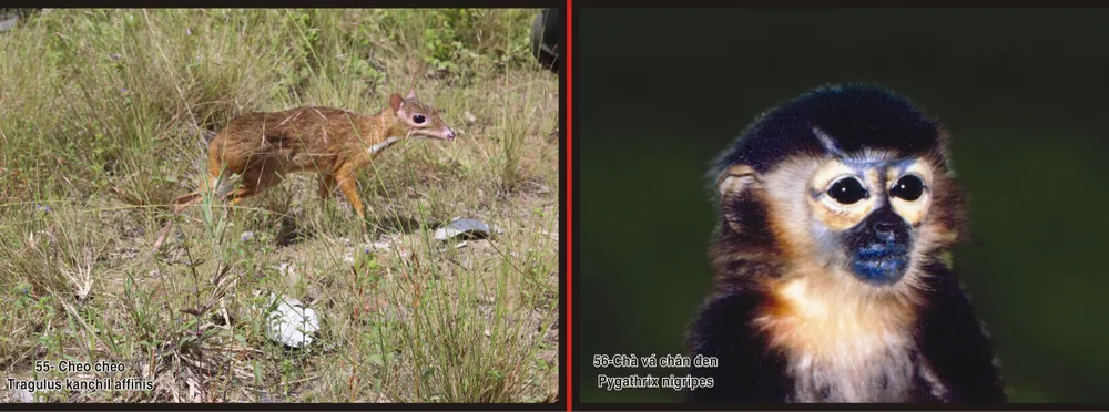 Cheo Cheo và Chà Vá chân đen - những loài động vật quý hiếm, nguy cấp tìm thấy ở Vườn quốc gia Lò Gò Xa Mát