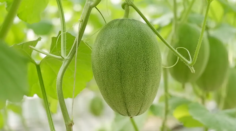 Khi chín trái to tròn, căng bóng, ruột dưa có màu vàng nhạt, vị ngọt thanh mát nên được khách hàng ưa thích