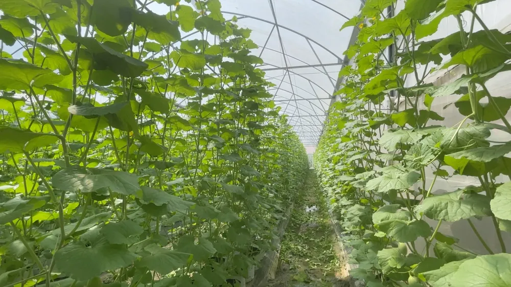 Mô hình dưa lưới nhà màng cho năng suất cao