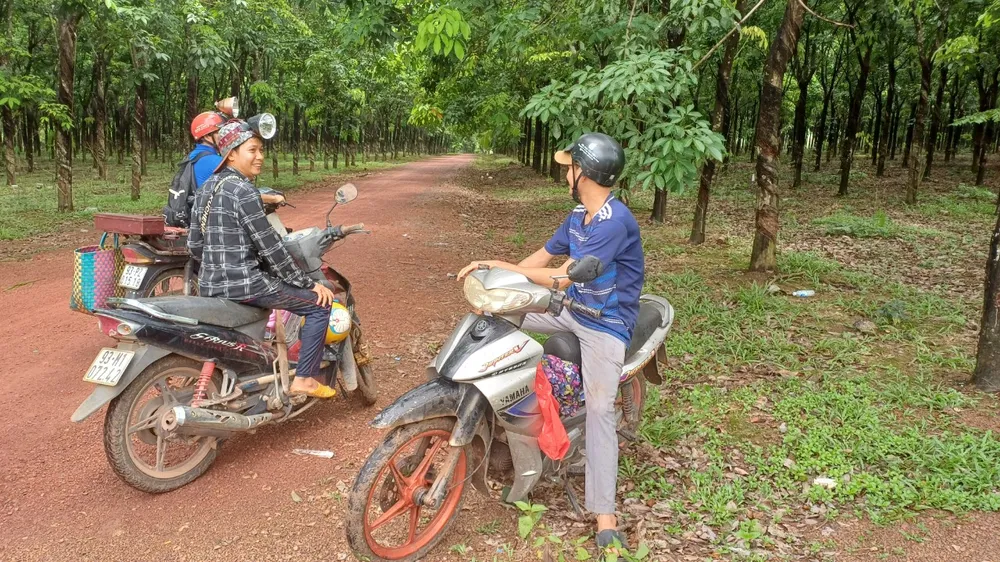 Ảnh 1 Cùng nhau vào các vườn cao su tìm nấm.jpg