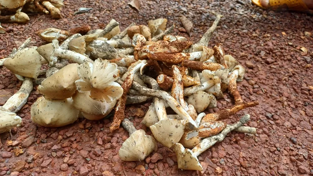 Ảnh 2 Nấm mối búp non.jpg