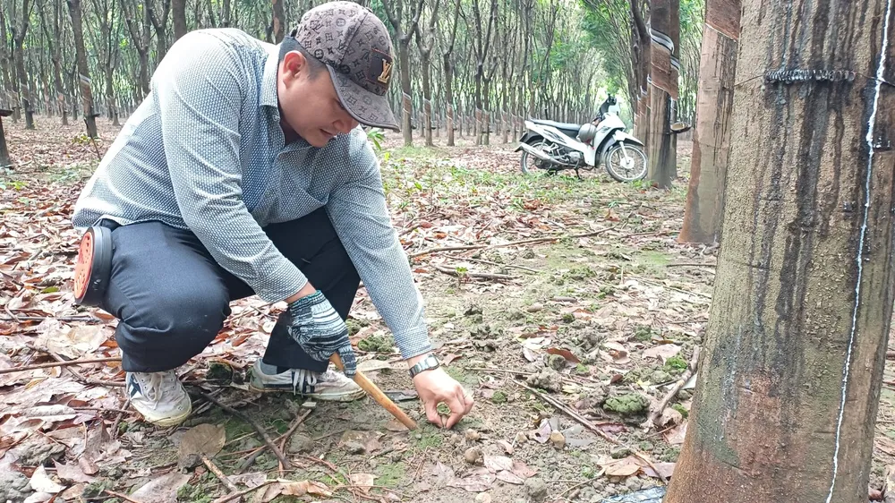 Ảnh 3 Nhổ nấm bằng dụng cụ gỗ.jpg