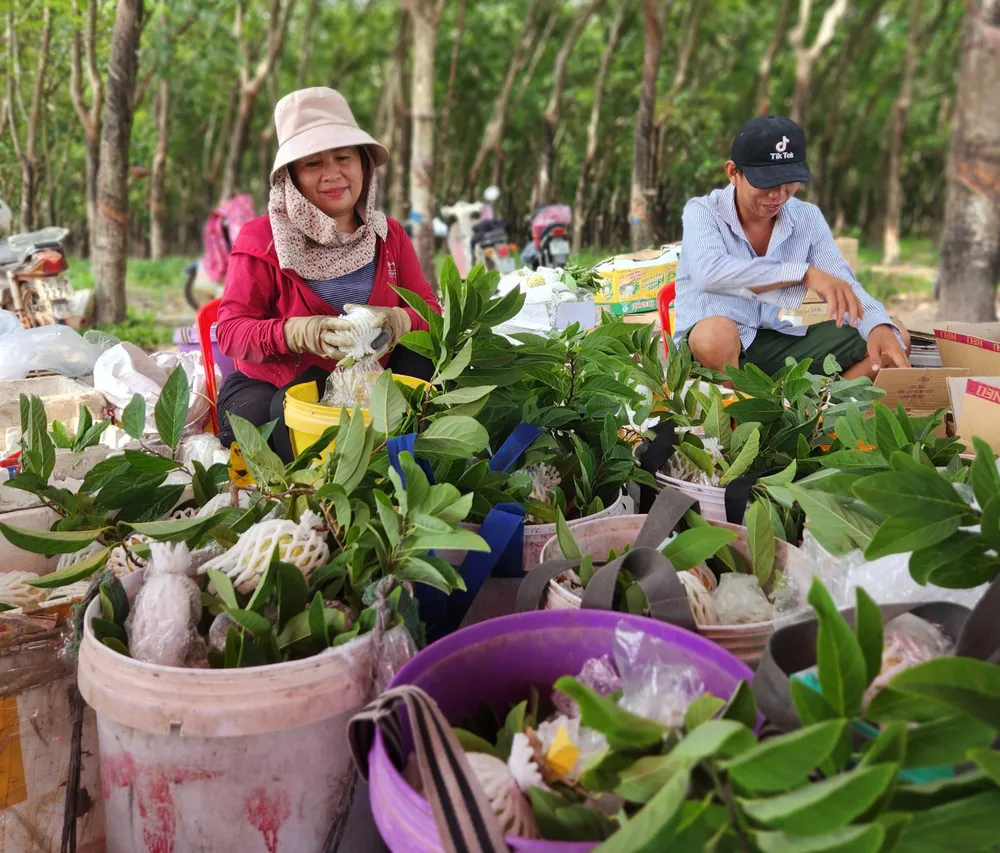 Đóng gói mãng cầu ở huyện Tân Châu, Tây Ninh.jpg