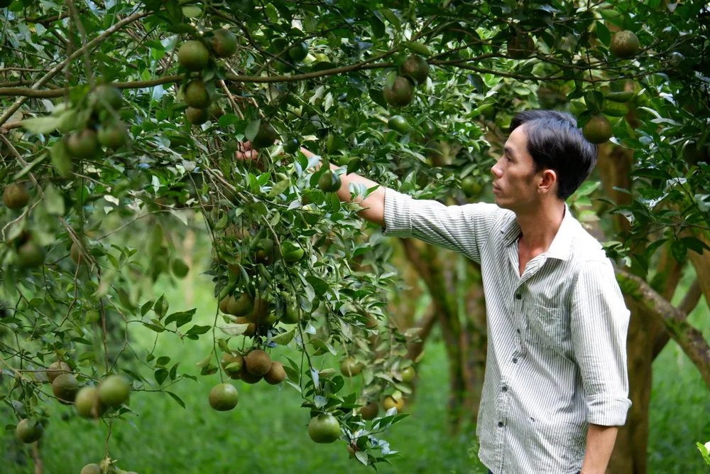 Mô hình quýt đường của gia đình anh Hà Thắng (xã Phú Lý, huyện Vĩnh Cửu, tỉnh Đồng Nai) đang mang lại hiệu quả kinh tế cao. Bài 2.jpg