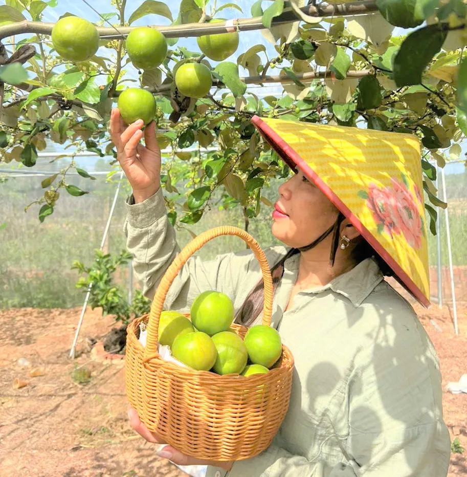 Người dân thu hoạch táo .jpg