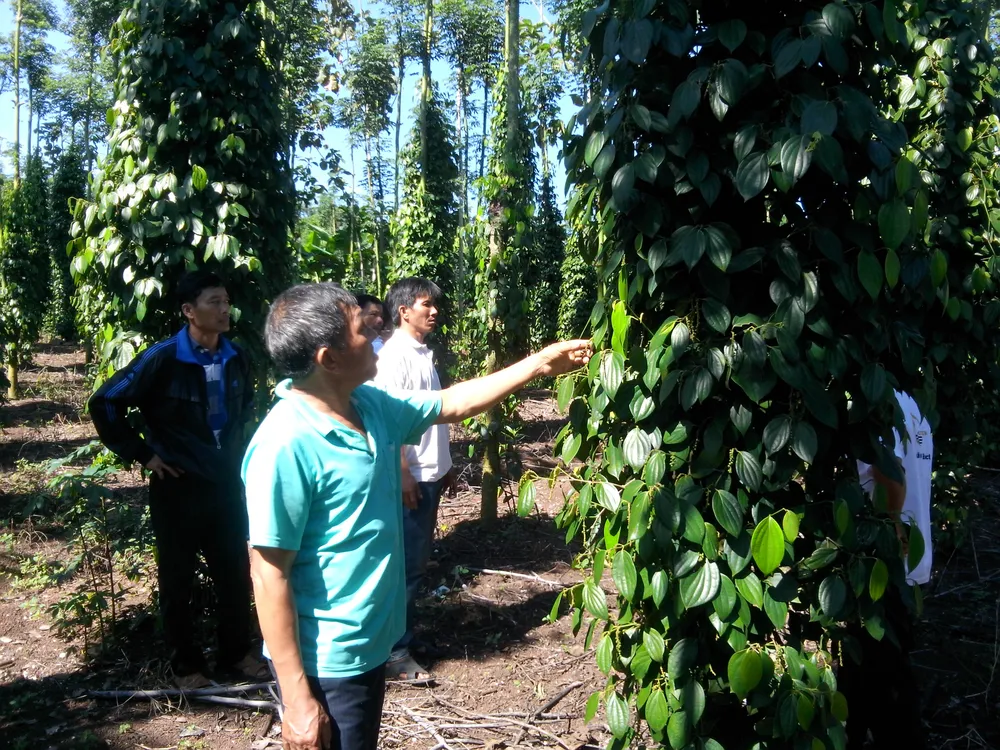 Nhiều vườn hồ tiêu tại xã Lâm San đang được canh tác theo hướng hữu cơ. Ảnh HOÀNG BẮC.jpg