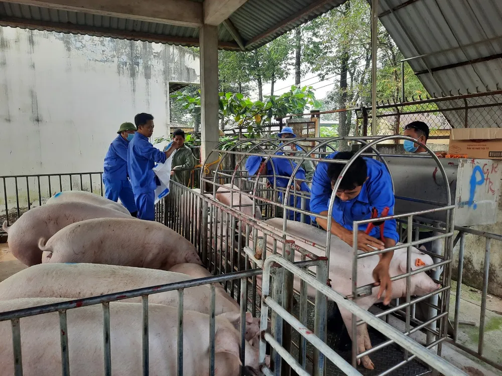 Xây dựng mô hình chăn nuôi lợn sinh sản năng suất, chất lượng cao tăng cường các biện pháp an toàn sinh học tại các tỉnh phía Nam tại xã Bình Thắng, huyện Trảng Bom (2).jpg