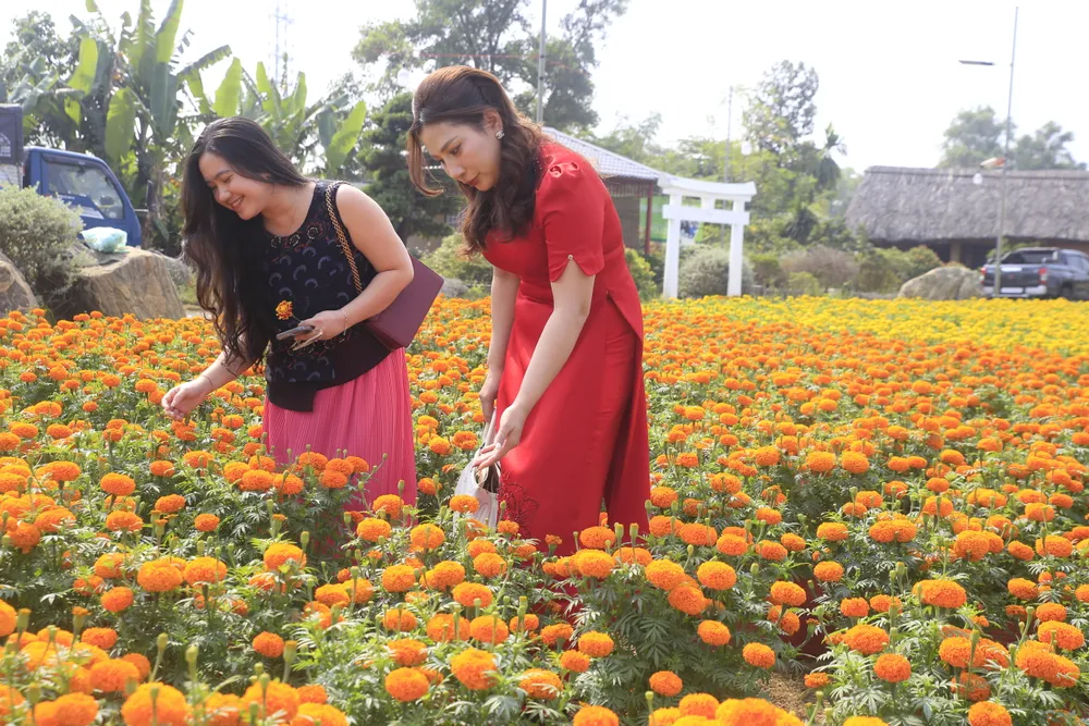 Người dân TP Biên Hòa dạo ngắm hoa tết ở phường Hiệp Hòa.JPG