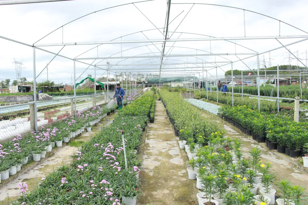 Làng hoa Vân Dương vượt khó phục vụ tết ảnh 4