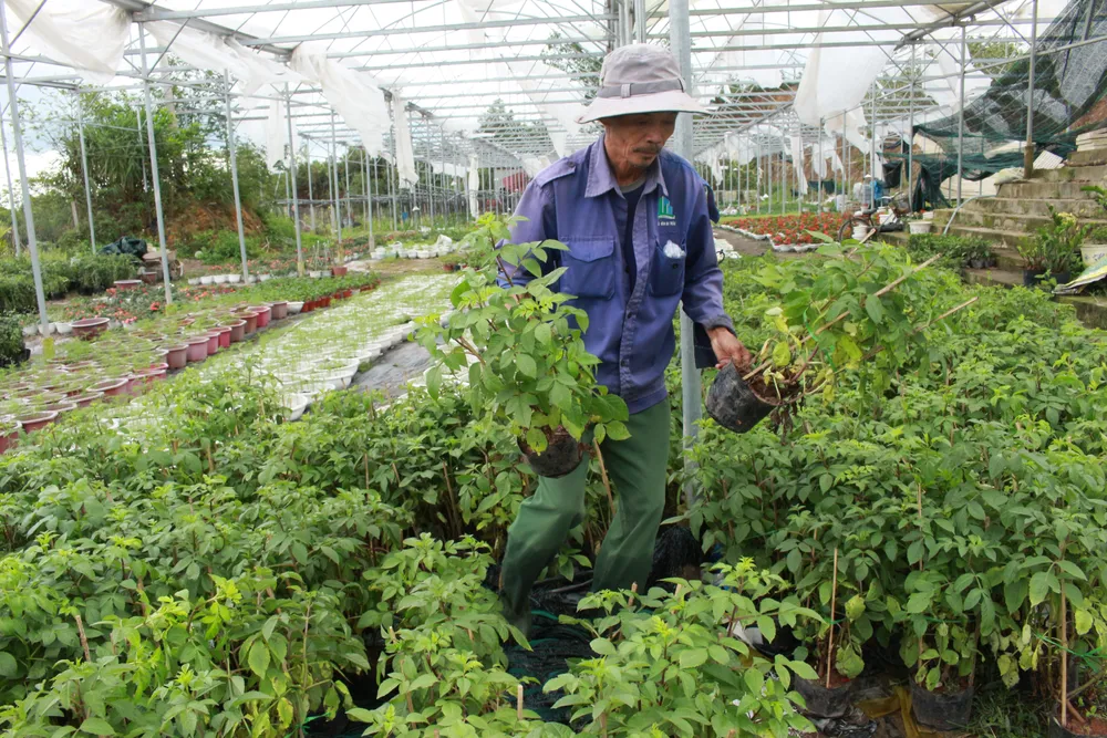 Làng hoa Vân Dương vượt khó phục vụ tết ảnh 1
