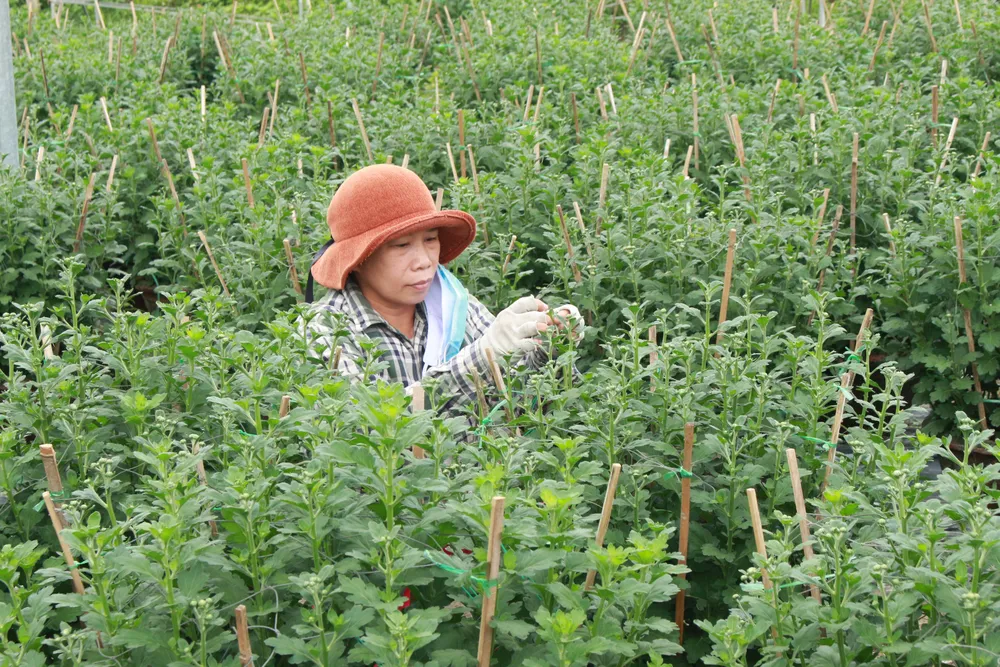 Làng hoa Vân Dương vượt khó phục vụ tết ảnh 3