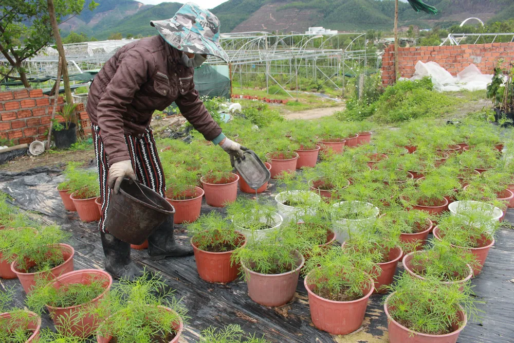 Làng hoa Vân Dương vượt khó phục vụ tết ảnh 8